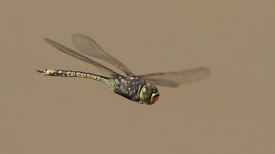 J17_3439 Anax papuensis.JPG